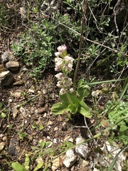 Orchis galilaea