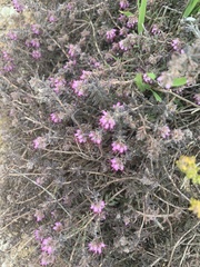 Erica albertyniae