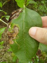 Corythoxestis zorionella