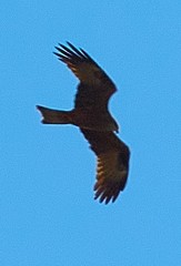 Milvus migrans
