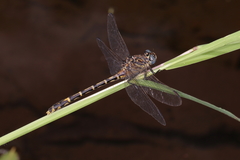 Austrogomphus collaris