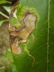 Corythoxestis zorionella