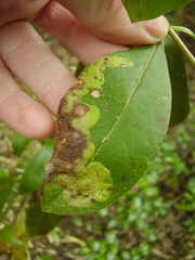 Corythoxestis zorionella