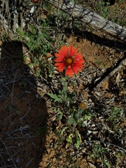 Gaillardia amblyodon