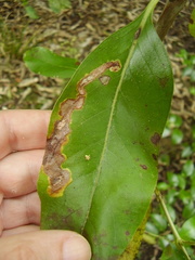 Corythoxestis zorionella