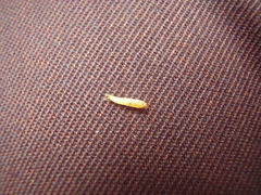 Corythoxestis zorionella