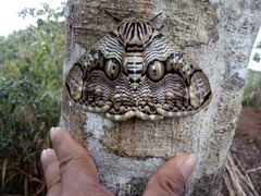 Brahmaea hearseyi
