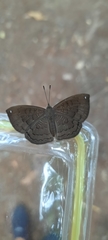 Voltinia totonaca