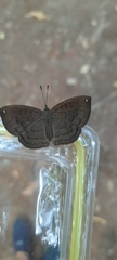 Voltinia totonaca