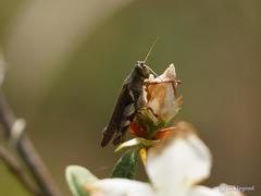 Xenocatantops brachycerus