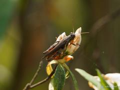 Xenocatantops brachycerus