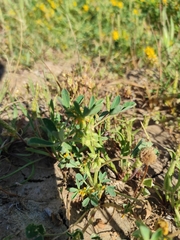 Melilotus messanensis