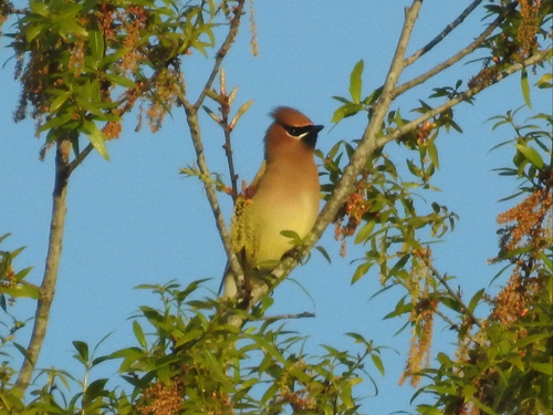 Bombycillidae image