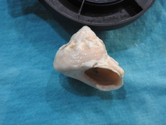 Lithopoma tuber image