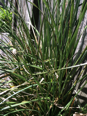 Carex coriacea