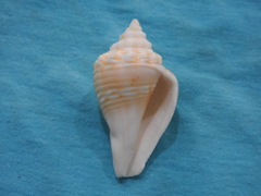 Strombus alatus image
