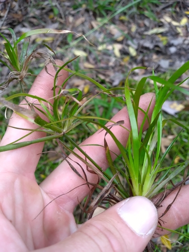 Image of Juncus repens by (c) Scott Ward, some rights reserved (CC BY)