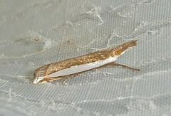 Crambus quinquareatus