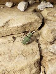 Cicindela herbacea