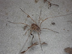 Dasylobus graniferus