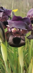 Iris atrofusca