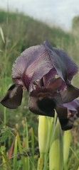 Iris atrofusca