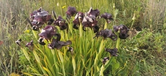 Iris atrofusca