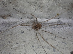 Dasylobus graniferus