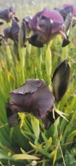 Iris atrofusca