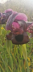 Iris atrofusca
