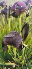 Iris atrofusca