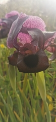 Iris atrofusca