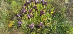 Iris atrofusca