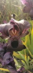 Iris atrofusca