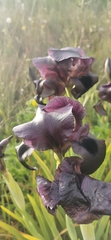 Iris atrofusca