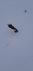Rumex aquaticus