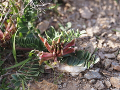 Astragalus spruneri