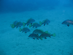 Sciaena umbra