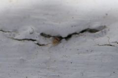 Entomobrya spectabilis