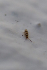 Entomobrya spectabilis