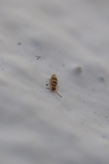 Entomobrya spectabilis