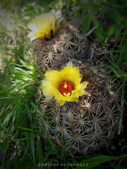 Coryphantha retusa