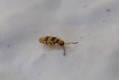 Entomobrya spectabilis