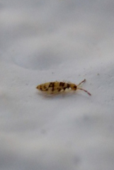 Entomobrya spectabilis