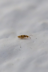 Entomobrya spectabilis