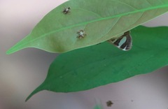 Glyphodes actorionalis