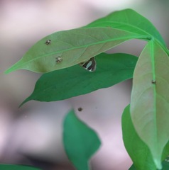 Glyphodes actorionalis