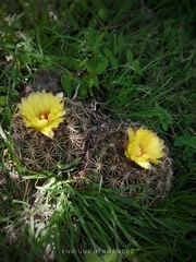 Coryphantha retusa