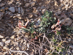 Astragalus spruneri