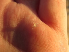 Bythotrephes longimanus